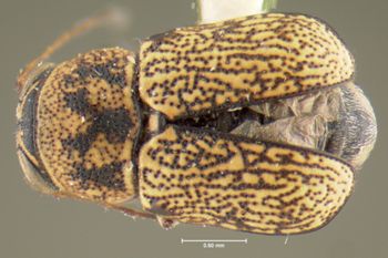 Media type: image;   Entomology 24937 Aspect: habitus dorsal view
